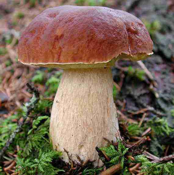  Image name: 35 Porcino.jpg 
 width: 570 pixel 
 height: 572 pixel 
 Size: 26329 bytes 
 Click to enlarge 